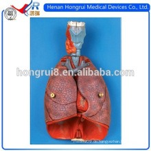 ISO Larynx, Herz und Lunge Modell